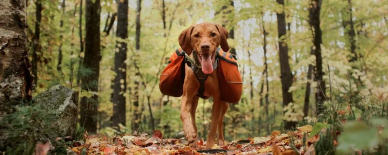 Tips for Safe Hiking and Outdoor Activities with Dogs – Expert Advice for Adventurous Pet Owners
