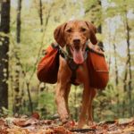 Tips for Safe Hiking and Outdoor Activities with Dogs – Expert Advice for Adventurous Pet Owners