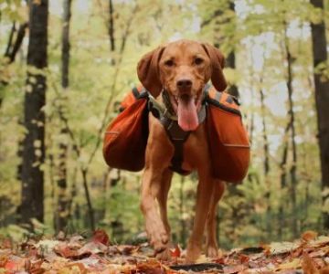Tips for Safe Hiking and Outdoor Activities with Dogs – Expert Advice for Adventurous Pet Owners