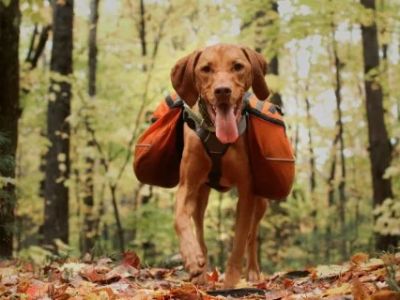 Tips for Safe Hiking and Outdoor Activities with Dogs – Expert Advice for Adventurous Pet Owners