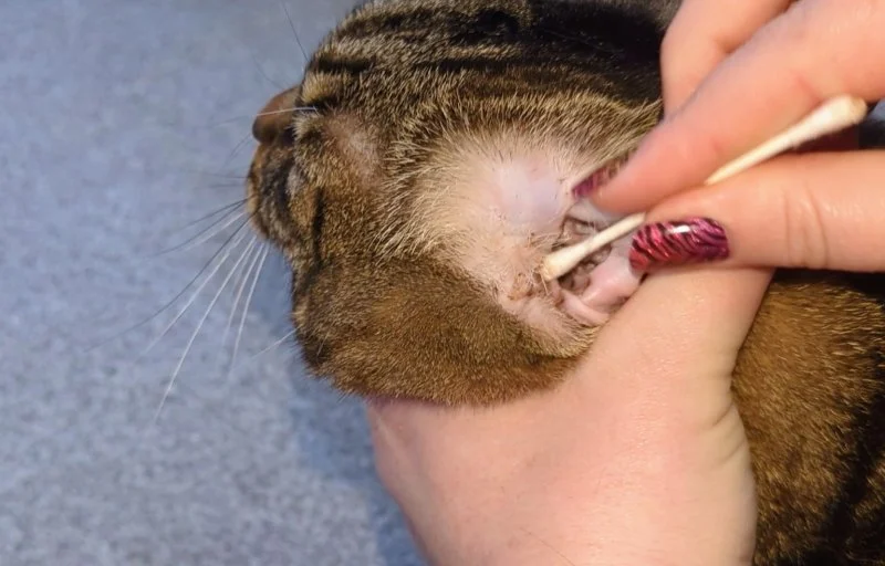 How to Clean Your Cat’s Ears Safely at Home: A Step-by-Step Guide