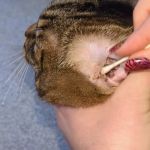 How to Clean Your Cat’s Ears Safely at Home: A Step-by-Step Guide