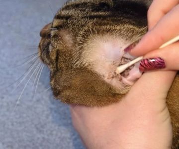 How to Clean Your Cat’s Ears Safely at Home: A Step-by-Step Guide