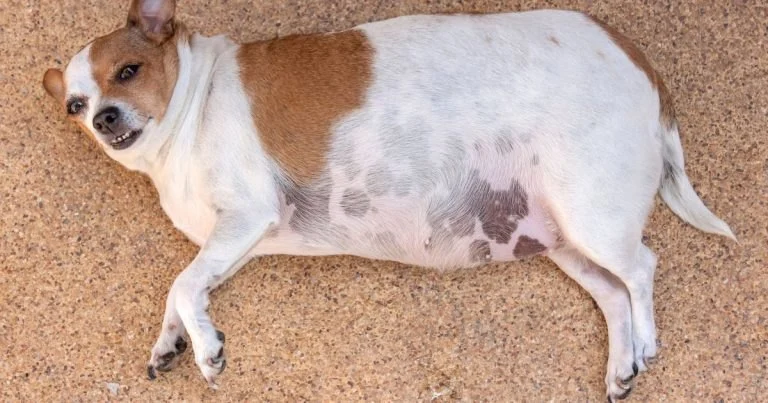 How to Prevent Obesity in Small Dog Breeds: Tips for a Healthy Weight