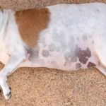 How to Prevent Obesity in Small Dog Breeds: Tips for a Healthy Weight
