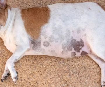 How to Prevent Obesity in Small Dog Breeds: Tips for a Healthy Weight