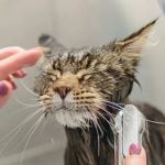How to Keep Your Cat’s Coat Shiny and Healthy – Expert Tips for Pet Owners