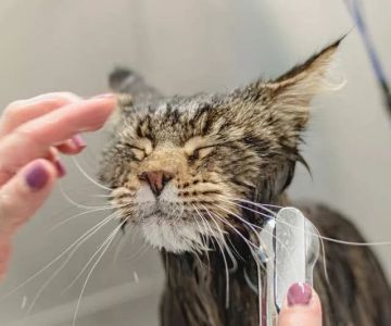 How to Keep Your Cat’s Coat Shiny and Healthy – Expert Tips for Pet Owners