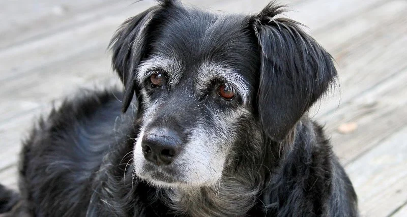 Senior Dog Joint Health: Supplements, Gentle Exercises, and Home Care for Better Mobility
