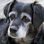 Senior Dog Joint Health: Supplements, Gentle Exercises, and Home Care for Better Mobility