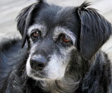 Senior Dog Joint Health: Supplements, Gentle Exercises, and Home Care for Better Mobility