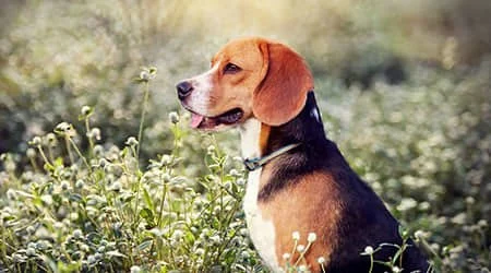 Understanding Canine Epilepsy and Seizure Management