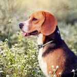 Understanding Canine Epilepsy and Seizure Management
