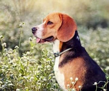 Understanding Canine Epilepsy and Seizure Management