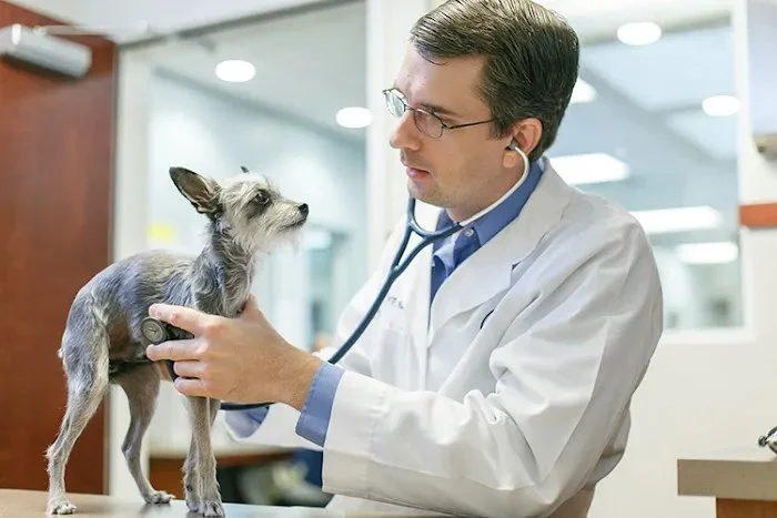 Expert Advice on Veterinary Care: Essential Tips for Pet Owners