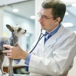Expert Advice on Veterinary Care: Essential Tips for Pet Owners