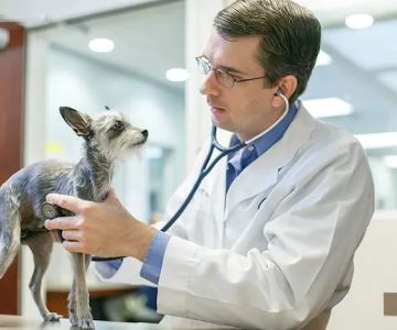 Expert Advice on Veterinary Care: Essential Tips for Pet Owners