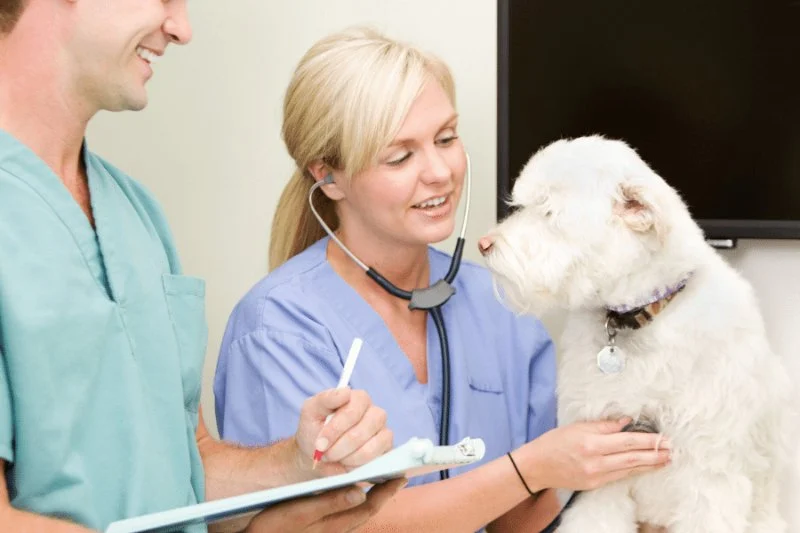 How to Recognize Signs of Heartworm in Dogs and Protect Them