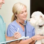 How to Recognize Signs of Heartworm in Dogs and Protect Them