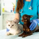 Parasite Prevention: What Vets Want You to Know - Expert Tips for Pet Care