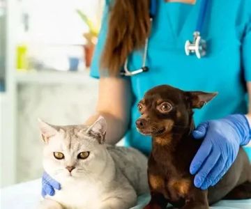Parasite Prevention: What Vets Want You to Know - Expert Tips for Pet Care