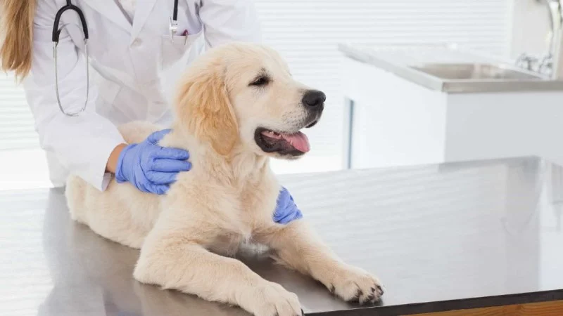 Pet Insurance: What Vets Want You to Know Before You Buy