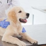 Pet Insurance: What Vets Want You to Know Before You Buy