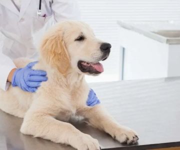 Pet Insurance: What Vets Want You to Know Before You Buy