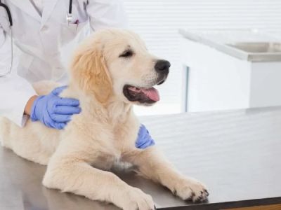 Pet Insurance: What Vets Want You to Know Before You Buy