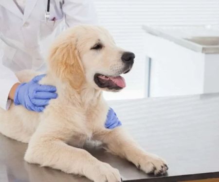 Pet Insurance: What Vets Want You to Know Before You Buy