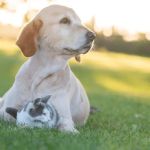 The Dos and Don’ts of Pet Health Every Owner Should Know