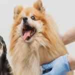 Top 10 Tips for Preventing Pet Illness Every Owner Should Know