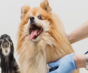 Top 10 Tips for Preventing Pet Illness Every Owner Should Know