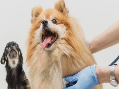 Top 10 Tips for Preventing Pet Illness Every Owner Should Know