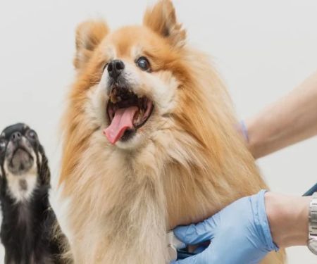 Top 10 Tips for Preventing Pet Illness Every Owner Should Know