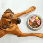 Expert Advice on Pet Fitness: Keep Your Pet Healthy and Active