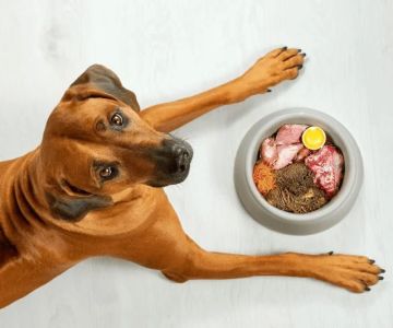 Expert Advice on Pet Fitness: Keep Your Pet Healthy and Active