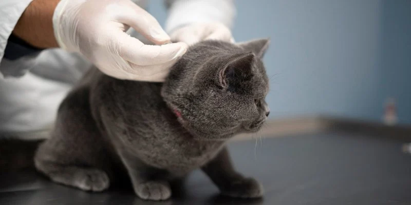 Expert Advice on Pet Vaccination: What Every Pet Owner Should Know