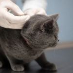 Expert Advice on Pet Vaccination: What Every Pet Owner Should Know