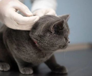 Expert Advice on Pet Vaccination: What Every Pet Owner Should Know