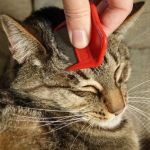 How to Prevent Flea Infestations in Cats Year-Round