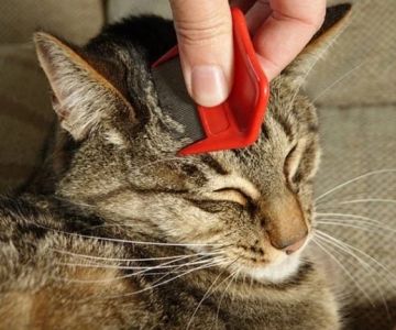 How to Prevent Flea Infestations in Cats Year-Round