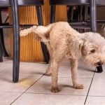 Understanding Signs of Urinary Issues in Dogs: Symptoms and Solutions