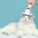 Common Mistakes in Pet Health and How to Avoid Them - Expert Tips for Healthy Pets