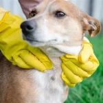 Beginner's Guide to Parasite Prevention for Your Pets