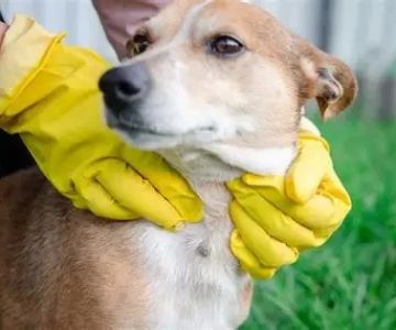 Beginner's Guide to Parasite Prevention for Your Pets