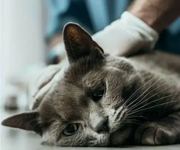 Expert Advice on Pet Diseases: Symptoms, Prevention, and Real Solutions