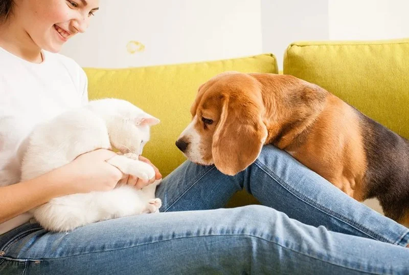 Why Regular Vet Visits Are Crucial Even for Healthy Pets