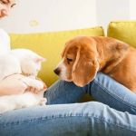 Why Regular Vet Visits Are Crucial Even for Healthy Pets