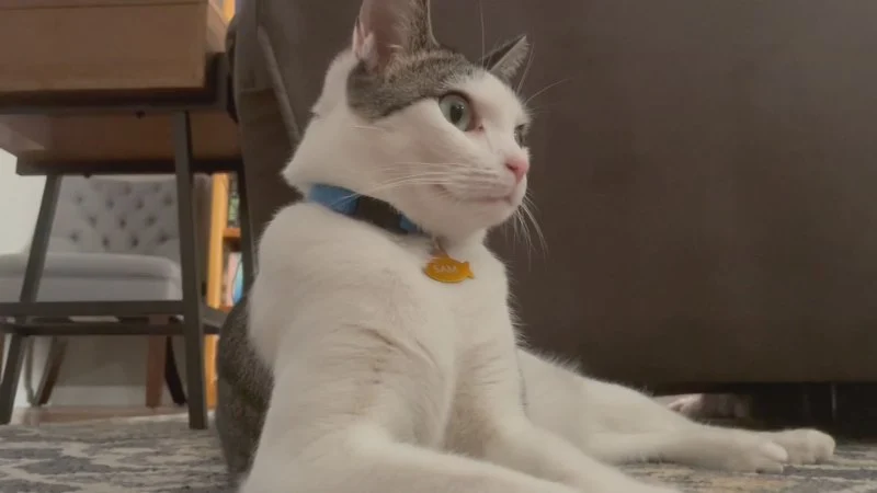 How to Make Your Home Safe for Senior Pets | Expert Tips